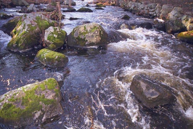 Moss covered rocks in the Parker River. Picture