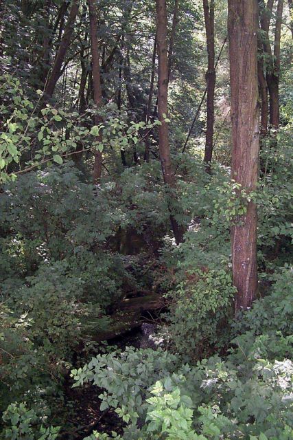 The understory at Glade Bekken watershed is natural and desirable as spawning habitat for coho and chum salmon that are found in the streams in this w Picture