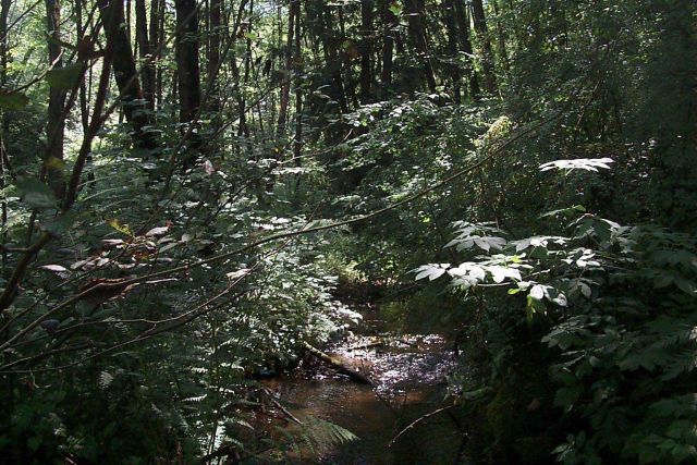 An image of the stream channel at the Glad Bekken restoration site before restoration Picture