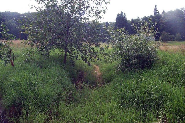 The pre-restored channel at the Glade Bekken restoration site. Picture