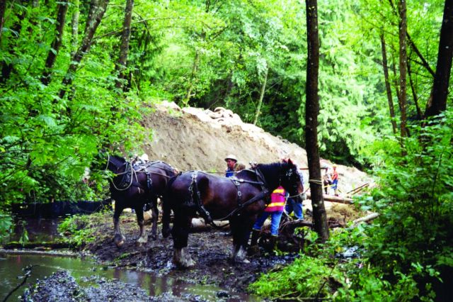 Gentle draft horses were used to transport wood to the sensitive regions of the upper river where heavy machinery would have been inappropriate Picture