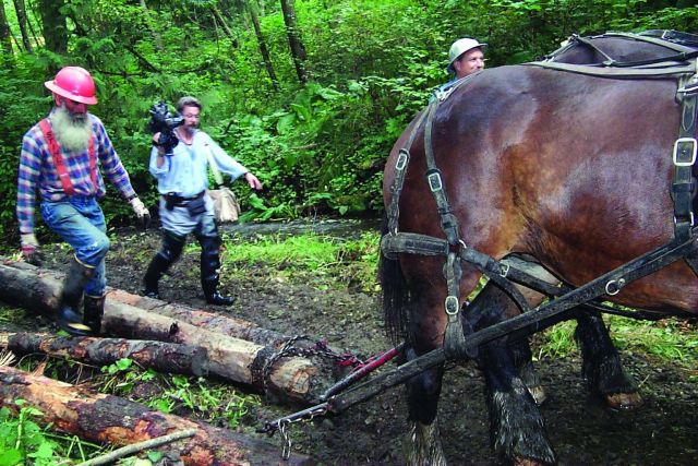 Draft horses bring woody debris to add complexity to the stream to improve spawning habitat at the Glade Bekken restoration site. Picture