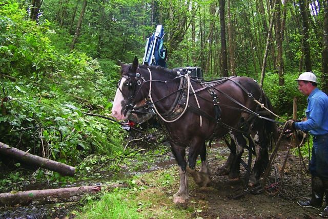 A driver prepares the draft horses to haul a load of woody debris to the upper stream bed. Picture