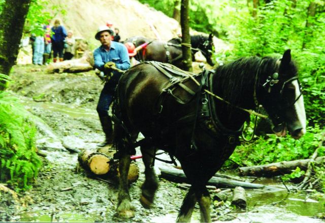 A single draft horse pulls wood to the restoration site at the Glade Bekken watershed. Picture