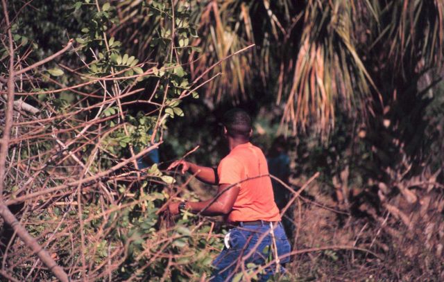 A volunteer removes Brazilian Pepper growth from mangrove habitat along the Indian River Lagoon. Picture