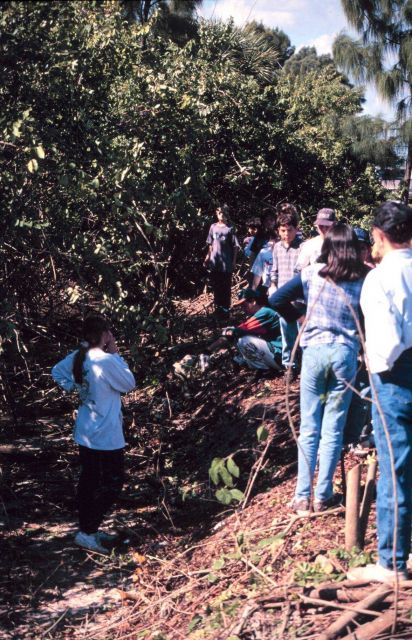 Student volunteers cut Brazilian Pepper growth from native mangrove habitat along Indian River Lagoon. Picture