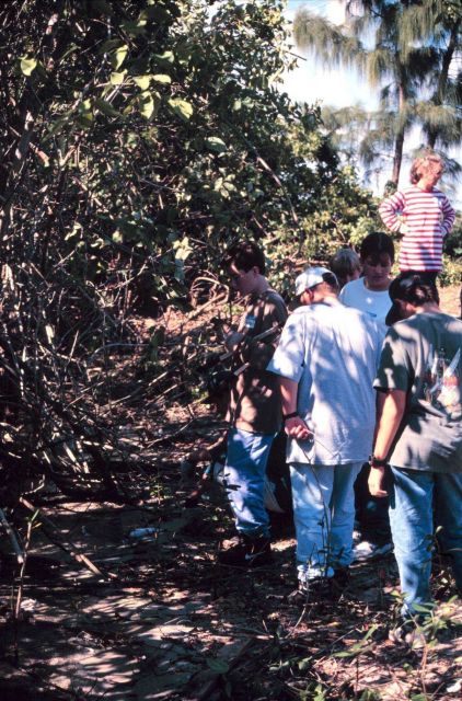 Student volunteers cut Brazilian Pepper growth from native mangrove habitat along Indian River Lagoon. Picture