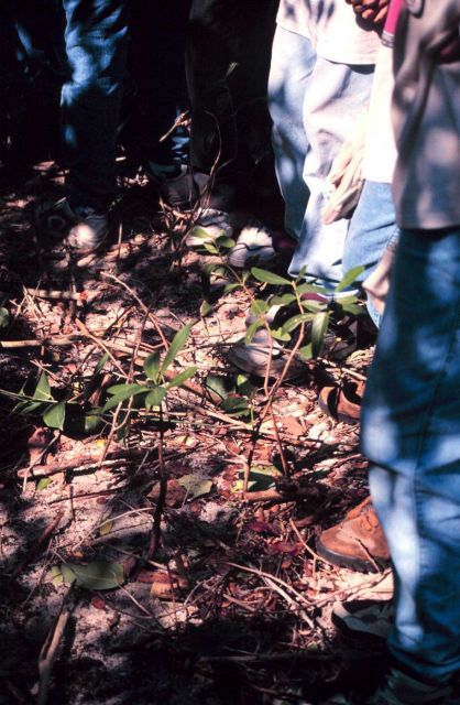 The Indian River Lagoon provides prime estuarine habitat for native mangrove species. Picture