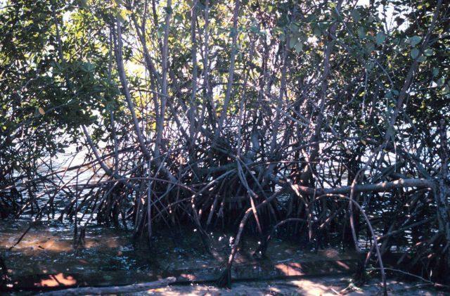 Mangroves unimpeded by Brazilian Pepper bushes. Picture