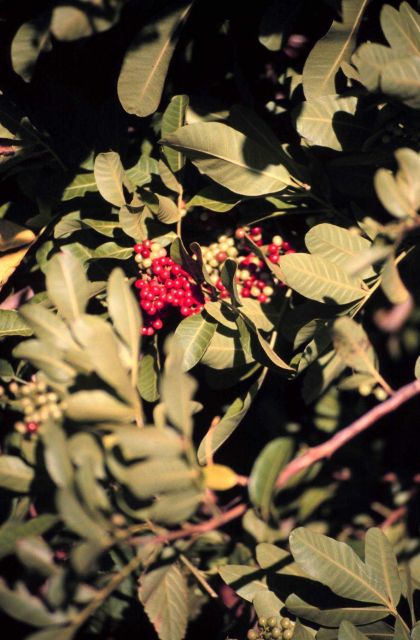 Brazilian Pepper bushes are an ornamental from Brazil that looks like Holly Picture