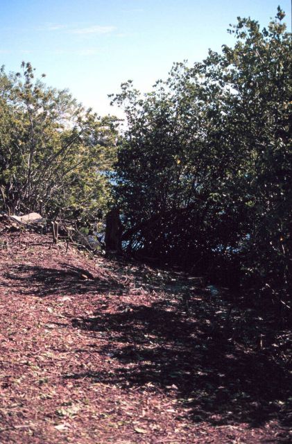 This area has been cleared of Brazilian Pepper to help the mangroves recolonize at the waterline. Picture