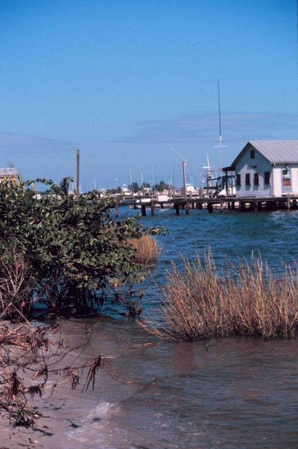 The shoreline at Indian River Lagoon. Picture