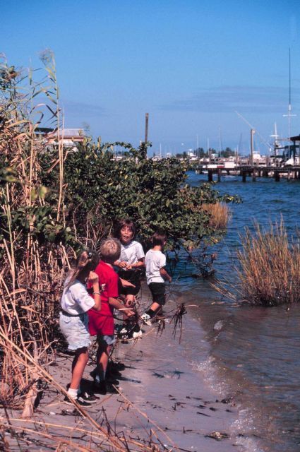 Volunteers collect mangrove propagules to replant after clearing Brazilian Peppers from mangrove habitats. Picture