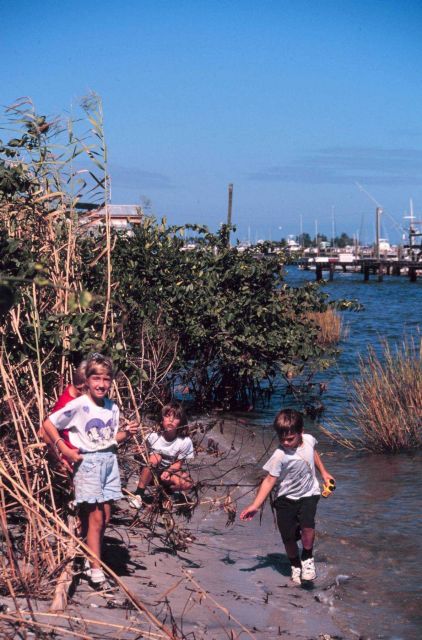 Volunteers plant mangrove propagules at the shoreline of Indian River Lagoon. Picture