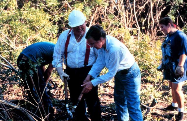 The principal investigator for this restoration project at Indian River lagoon works at cutting Brazilian Pepper out of the canopy. Picture