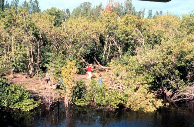 This image shows the area cleared during the restoration Picture