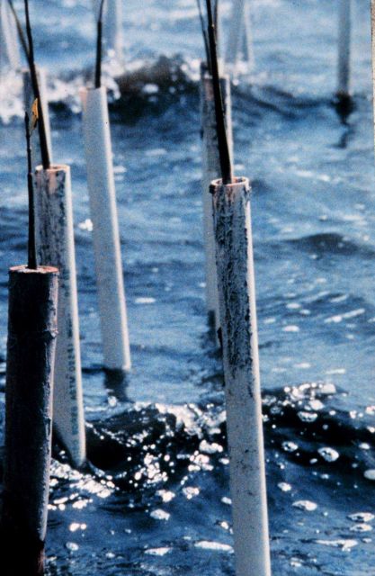 Mangrove seedlings are placed in PVC pipes to protect them from boat wakes caused by boats traveling at high speeds in the shallow estuarine waters of Picture
