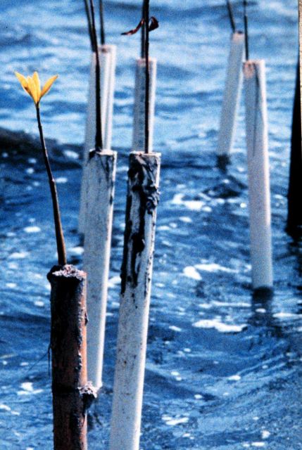 Mangrove seedlings are placed in PVC pipes to protect them from boat wakes caused by boats traveling at high speeds in the shallow estuarine waters of Picture