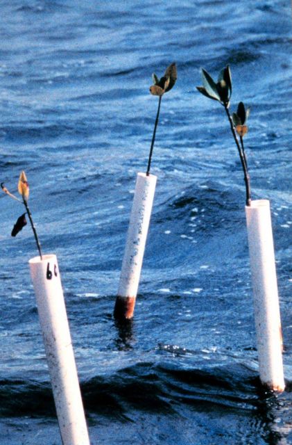 A one year old mangrove seedling is protected from high speed boat wakes by a PVC cage. Picture