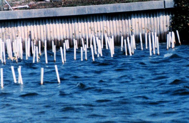 A group of mangrove seedlings are protected by PVC pipes at a marina in Florida. Picture
