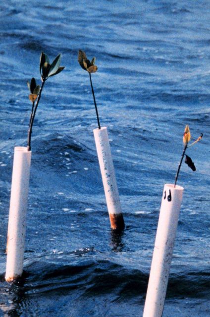 One year old mangrove seedlings are protected from high speed boat wakes by a PVC cage. Picture