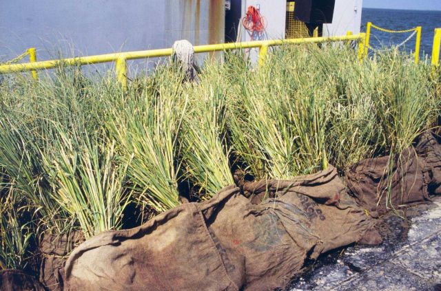 Spartina alterniflora plants stockpiled prior to planting. Picture