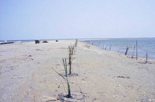 A view of the area after the plants were installed. Picture