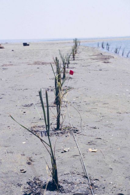 A view of the area after the plants were installed. Picture