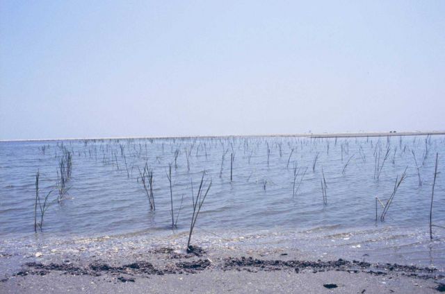 A view of the area after the plants were installed. Picture