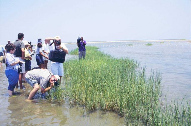 Reporters photographing pilot test plantings. Picture