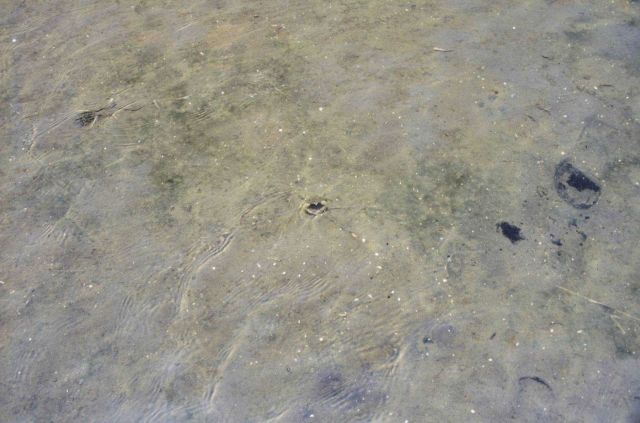 A juvenile blue crab in the shallow waters near the plantings. Picture