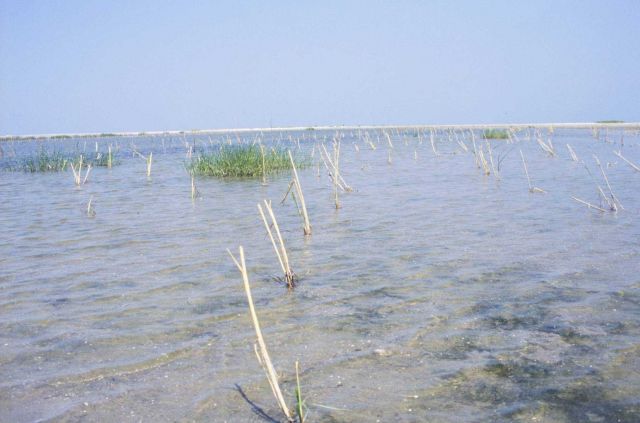 A series of recently installed plants. Picture