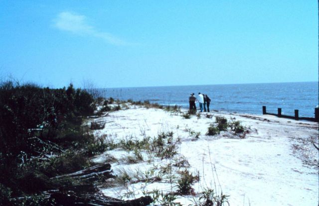 Area 2; southeast view of the bulkhead, beach and dunes. Picture