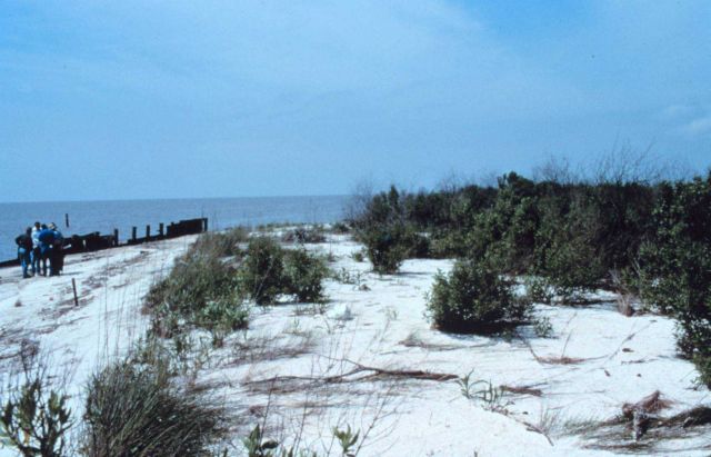 Area 2; a northwest view of the beach and dunes. Picture