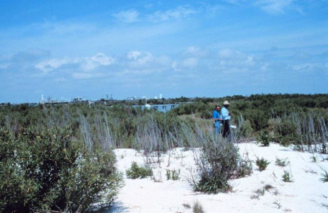 Southeast of area 1; a north northeast view from the beach towards Mobile Canal showing part of the Mobile Oil facility in the background. Picture