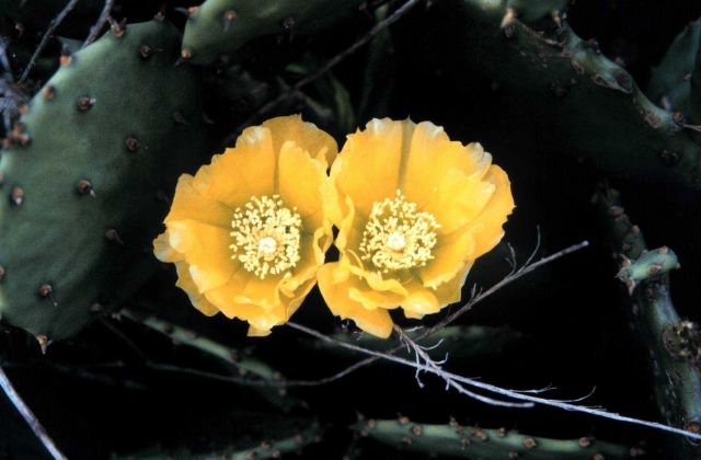 A close-up of a flowering cactus. Picture