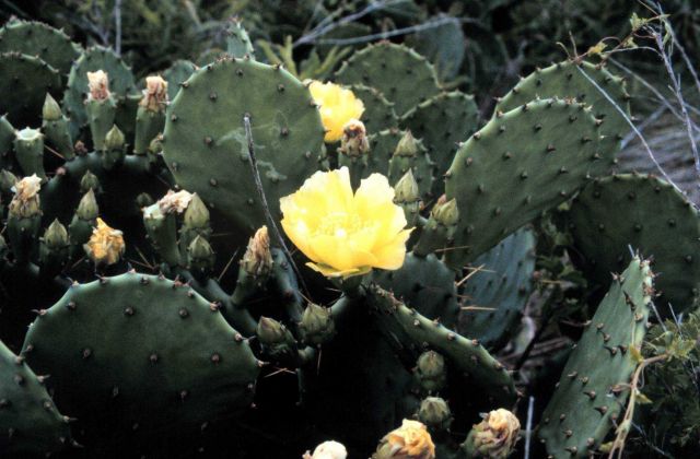 A prickly pear cactus in flower. Picture