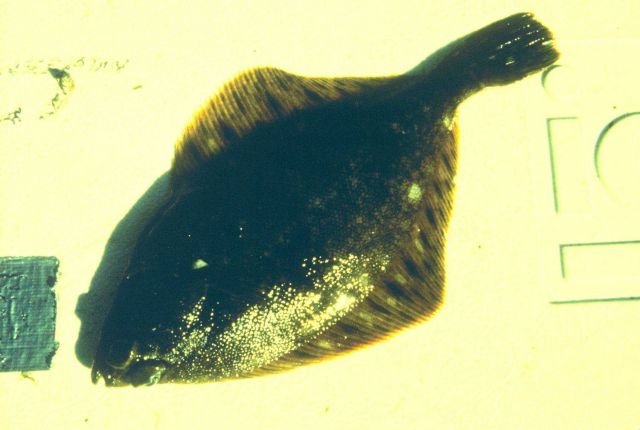 The introduction of toxins into the marine environment have drastic effects on the organisms that live there Picture