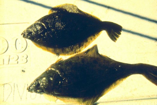 The introduction of toxins into the marine environment have drastic effects on the organisms that live there Picture