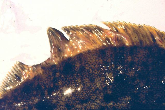 The introduction of toxins into the marine environment have drastic effects on the organisms that live there Picture