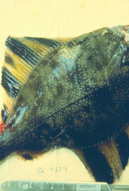 The introduction of toxins into the marine environment have drastic effects on the organisms that live there Picture
