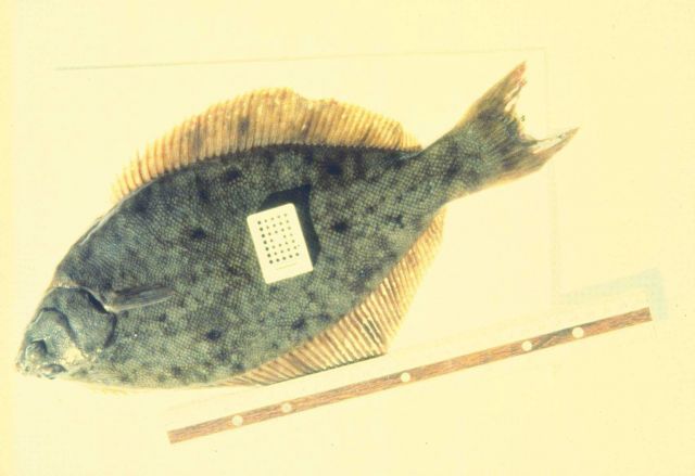 The introduction of toxins into the marine environment have drastic effects on the organisms that live there Picture