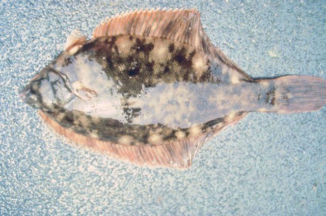 The introduction of toxins into the marine environment have drastic effects on the organisms that live there Picture
