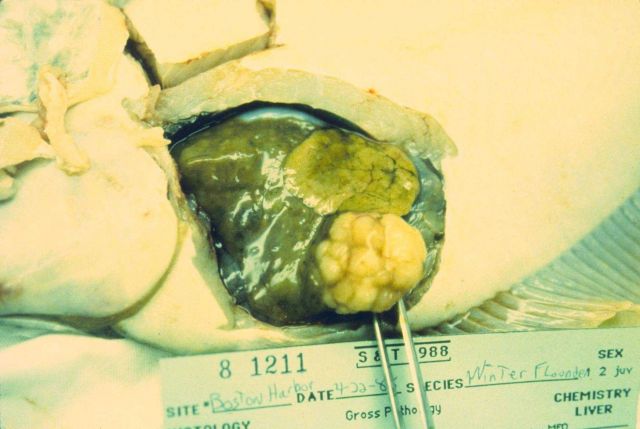 The introduction of toxins into the marine environment have drastic effects on the organisms that live there Picture
