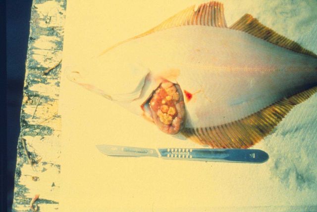 The introduction of toxins into the marine environment have drastic effects on the organisms that live there Picture