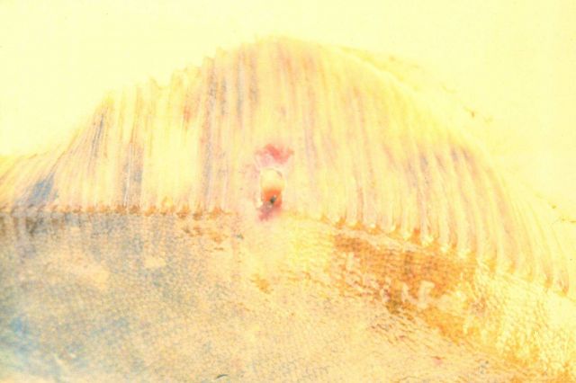 The introduction of toxins into the marine environment have drastic effects on the organisms that live there Picture