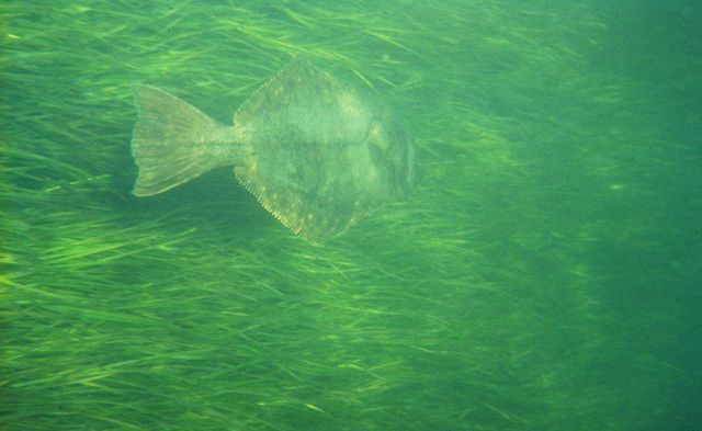 A flounder swims through a healthy bed of seagrass. Picture