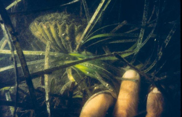 A bay scallop in its natural habitat, eelgrass or Zostera marina. Picture