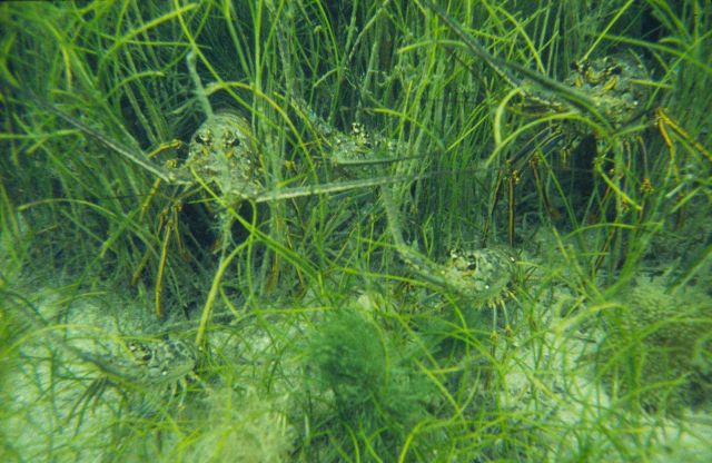 Caribbean Spiny lobster, Panulirus argus Picture