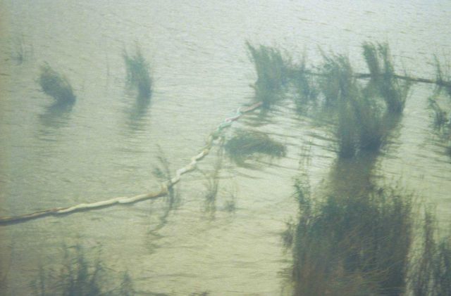 Dixon Bay - Phragmites boom as seen from the air Picture